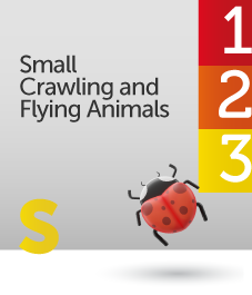 small crawling and flying animals