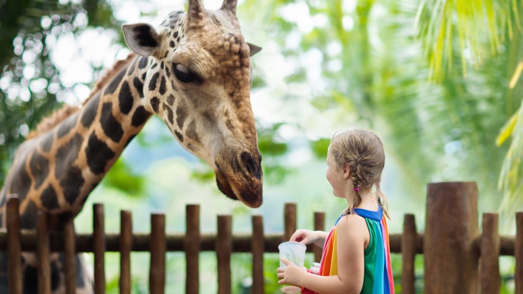 Zoo 
