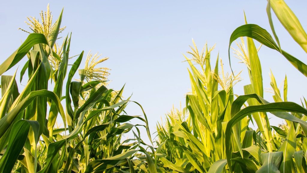 Food Security