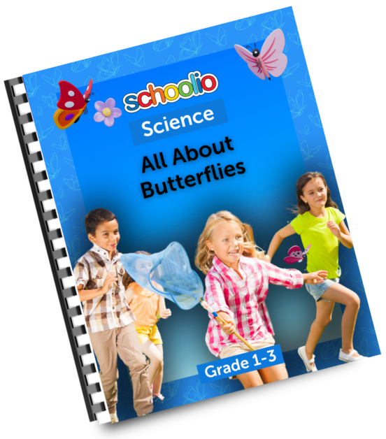 All About Butterflies
